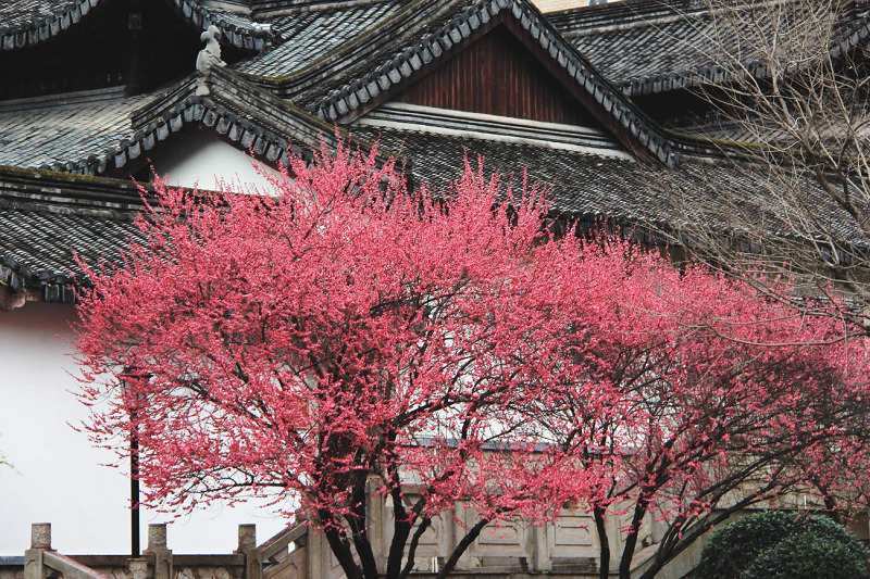 梅满枝头,青田县建设局园林处以匠心助花香1.png