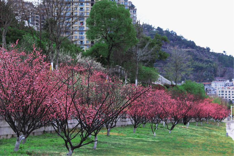 梅满枝头,青田县建设局园林处以匠心助花香2.png